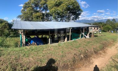 VENDO FINCA PRODUCTIVA A 5 MIN DE POPAYAN