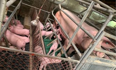 VENDO FINCA PRODUCTIVA A 5 MIN DE POPAYAN