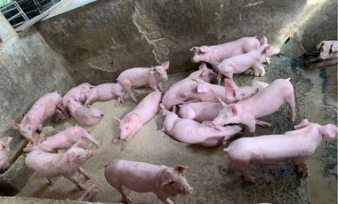 VENDO FINCA PRODUCTIVA A 5 MIN DE POPAYAN