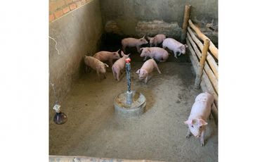 VENDO FINCA PRODUCTIVA A 5 MIN DE POPAYAN