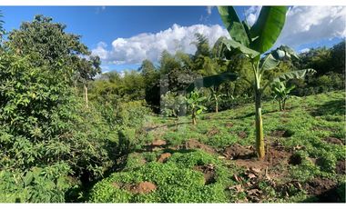 VENDO FINCA PRODUCTIVA A 5 MIN DE POPAYAN
