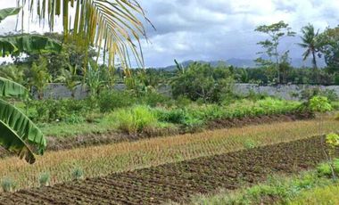 JUAL TANAH DI SOGAN WATES KULONPROGO VIEW SAWAH