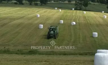 Campo ganadero Paillaco excelente ubicación