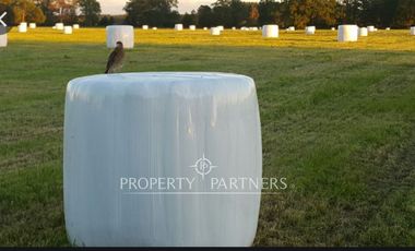 Campo ganadero Paillaco excelente ubicación