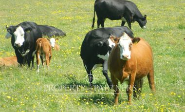 Campo ganadero Paillaco excelente ubicación
