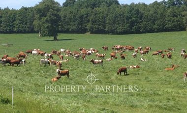 Campo ganadero Paillaco excelente ubicación