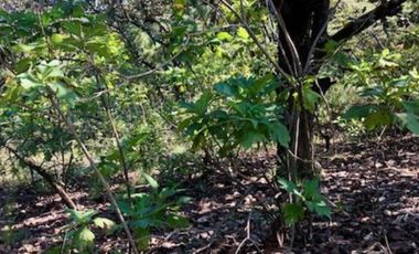 Terreno en venta en el roble residencial