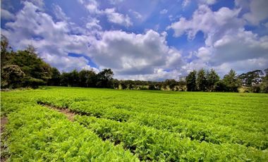 Venta Espectacular Lote Alto Palmas 100% plano Envigado