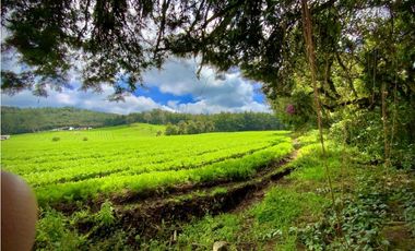 Venta Espectacular Lote Alto Palmas 100% plano Envigado