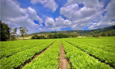 Venta Espectacular Lote Alto Palmas 100% plano Envigado