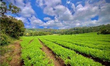 Venta Espectacular Lote Alto Palmas 100% plano Envigado