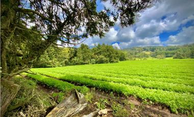 Venta Espectacular Lote Alto Palmas 100% plano Envigado