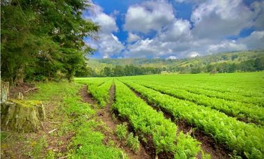 Venta Espectacular Lote Alto Palmas 100% plano Envigado