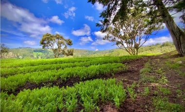 Venta Espectacular Lote Alto Palmas 100% plano Envigado