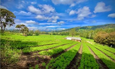 Venta Espectacular Lote Alto Palmas 100% plano Envigado