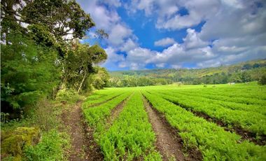 Venta Espectacular Lote Alto Palmas 100% plano Envigado