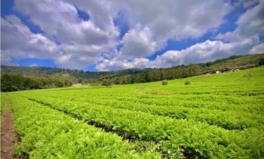 Venta Espectacular Lote Alto Palmas 100% plano Envigado