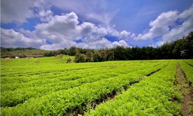 Venta Espectacular Lote Alto Palmas 100% plano Envigado