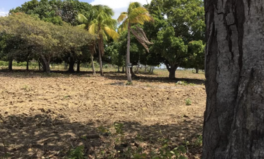 TERRENO / COCLE / RIO HATO / 17,725M / A 300M DE LA PANAMERICANA JC