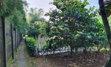 Dijual Murah Rumah + Kebun Produktif 203 m2 di Bojong Purwakarta