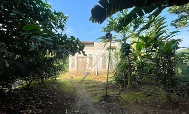 Dijual Murah Rumah + Kebun Produktif 203 m2 di Bojong Purwakarta
