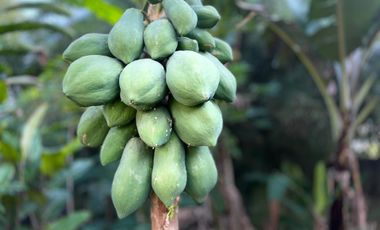 Dijual Murah Rumah + Kebun Produktif 203 m2 di Bojong Purwakarta