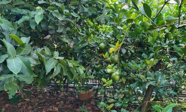 Dijual Murah Rumah + Kebun Produktif 203 m2 di Bojong Purwakarta