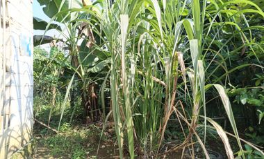 Dijual Murah Rumah + Kebun Produktif 203 m2 di Bojong Purwakarta