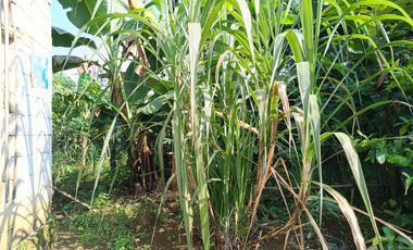 Dijual Murah Rumah + Kebun Produktif 203 m2 di Bojong Purwakarta