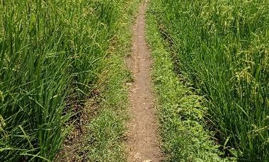 DIJUAL LAHAN SAWAH  LOKASI SEKITAR PERUMAHAN