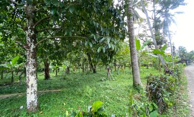 Di jual tanah kebun produktif