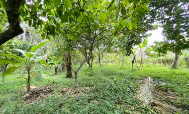 Di jual tanah kebun produktif