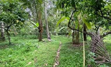 Di jual tanah kebun produktif