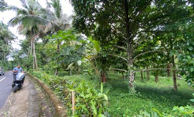 Di jual tanah kebun produktif