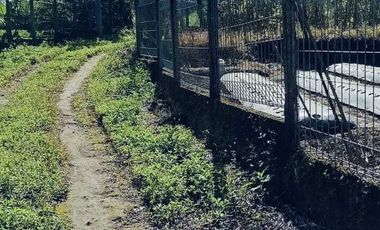 Dijual lahan pertanian produktif yg berlokasi didesa batunya baturiti