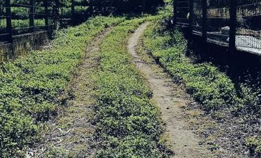 Dijual lahan pertanian produktif yg berlokasi didesa batunya baturiti