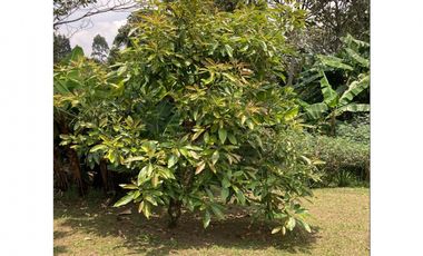 venta lote antioquia guarne autopista aeropuerto parcelación rebajado