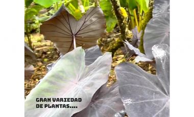 Venta lote Antioquia retiro parcelación vista bosque ganga rebajado