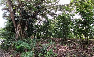 Vendo Lote en Palmira distrito de Boquete #2