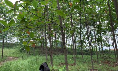 Tanah mainroad batujajar bandung