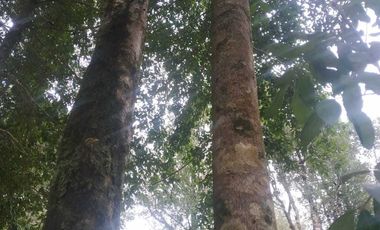 Parcela en venta en VILLARRICA