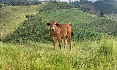 VENTA FINCA JERICÓ, SUROESTE ANTIOQUEÑO