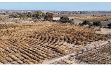 VENTA DE FINCA 60 HAS EN CALLE LA PRIMAVERA, RIVADAVIA- MENDOZA