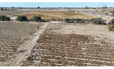 VENTA DE FINCA 60 HAS EN CALLE LA PRIMAVERA, RIVADAVIA- MENDOZA