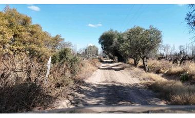 VENTA DE FINCA 60 HAS EN CALLE LA PRIMAVERA, RIVADAVIA- MENDOZA