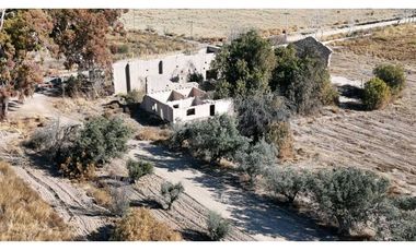 VENTA DE FINCA 60 HAS EN CALLE LA PRIMAVERA, RIVADAVIA- MENDOZA