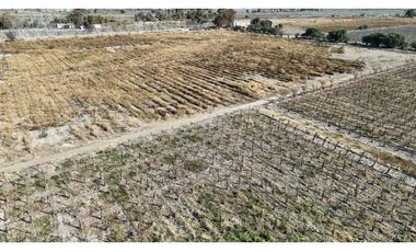 VENTA DE FINCA 60 HAS EN CALLE LA PRIMAVERA, RIVADAVIA- MENDOZA