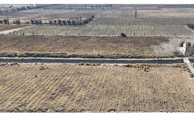 VENTA DE FINCA 60 HAS EN CALLE LA PRIMAVERA, RIVADAVIA- MENDOZA