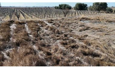 VENTA DE FINCA 60 HAS EN CALLE LA PRIMAVERA, RIVADAVIA- MENDOZA