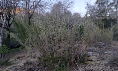 Parcela en venta en PINTO